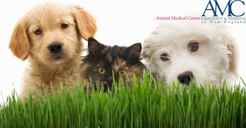 Animal Medical Center of New England - Nashua