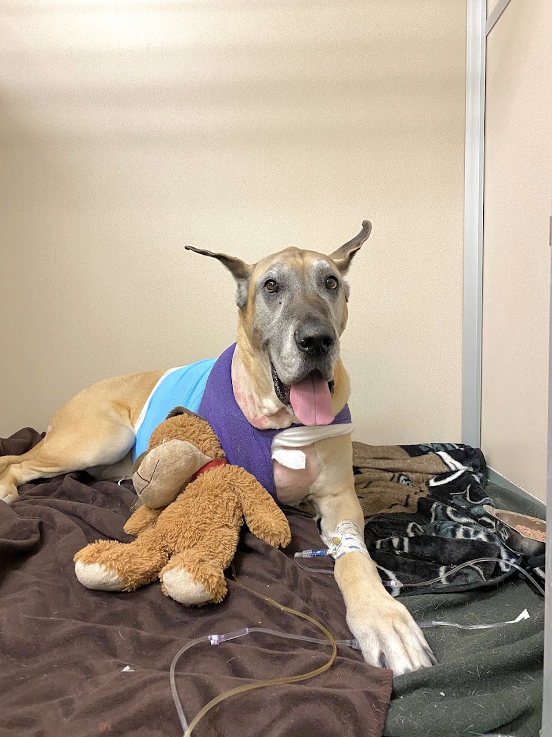 Animal Medical Center of New England