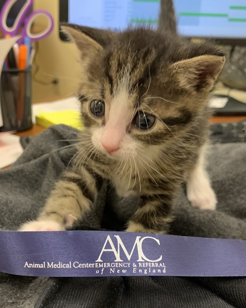 Animal Medical Center of New England