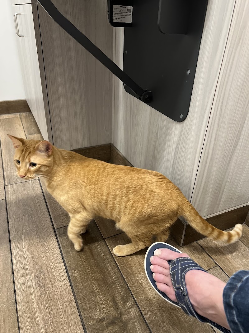 Companion Skokie