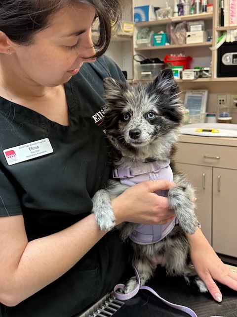 Elliott Bay Animal Hospital