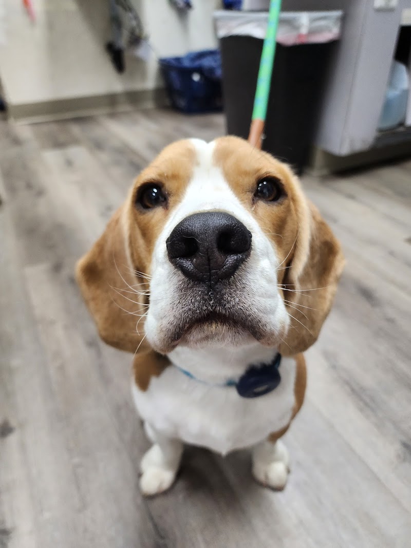 Towne Centre Animal Hospital