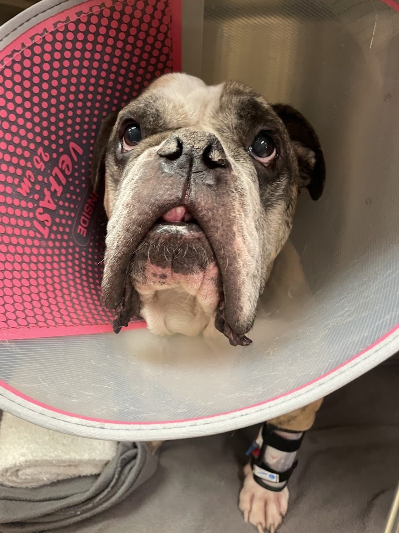 CARE Animal Surgery Center