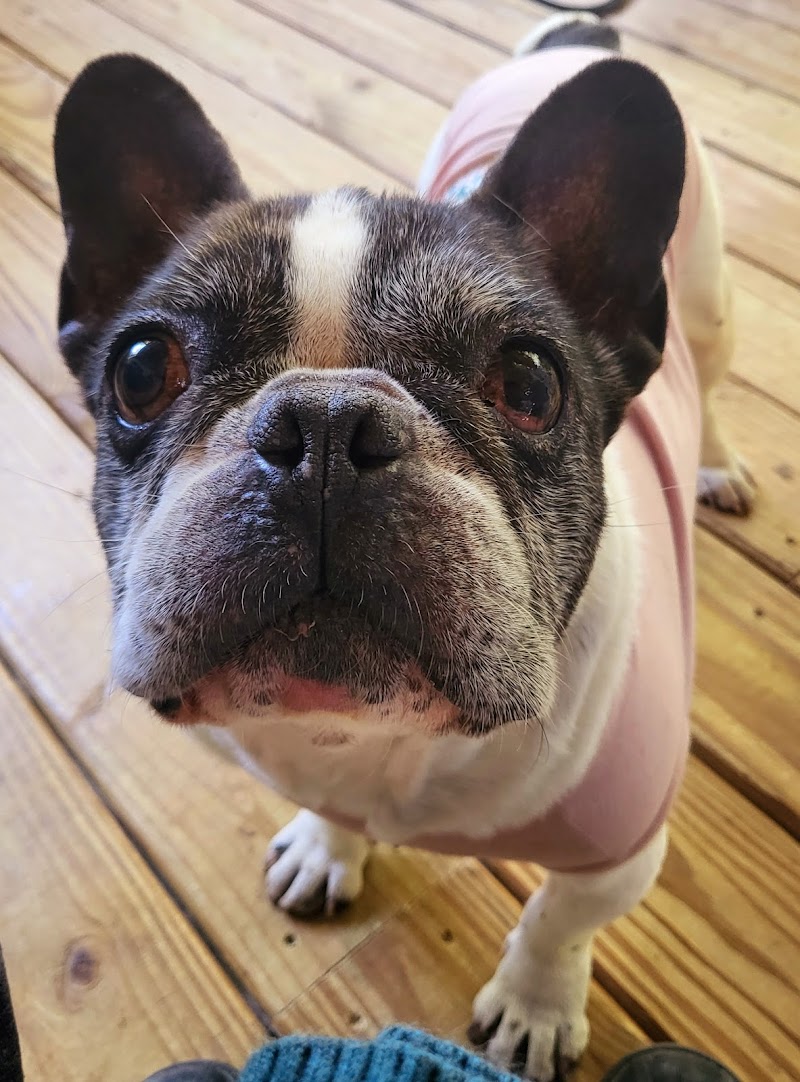 Austin Veterinary Diagnostic Hospital