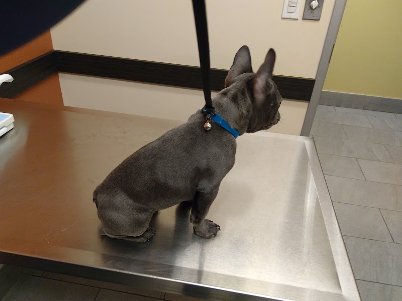 VCA Old Marple Animal Hospital