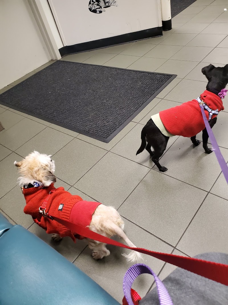 Center for Veterinary Care