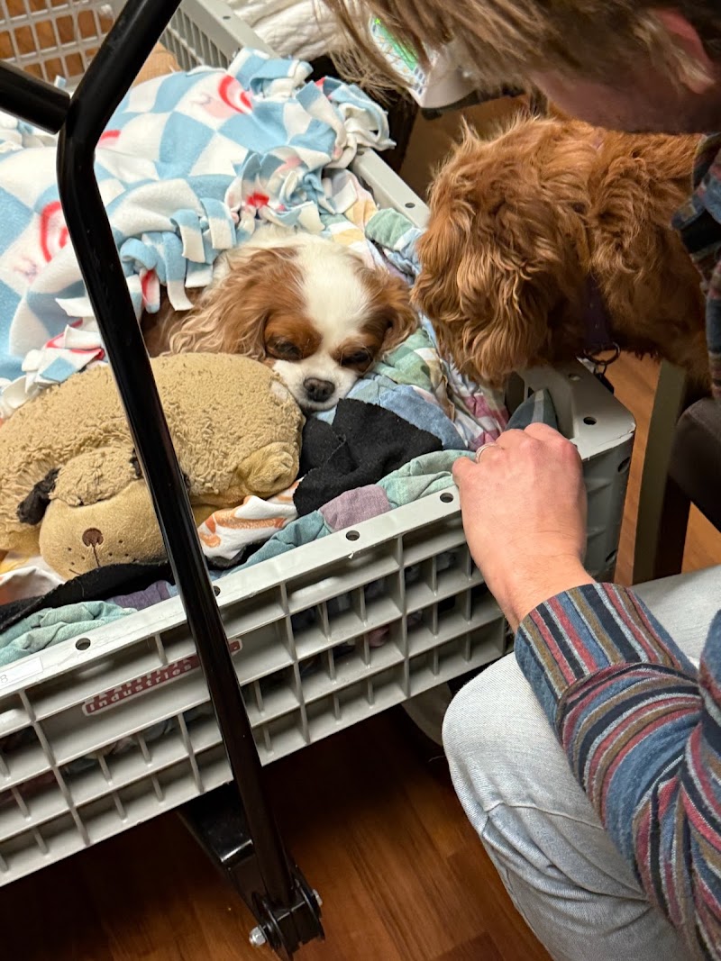Lewis Small Animal Hospital