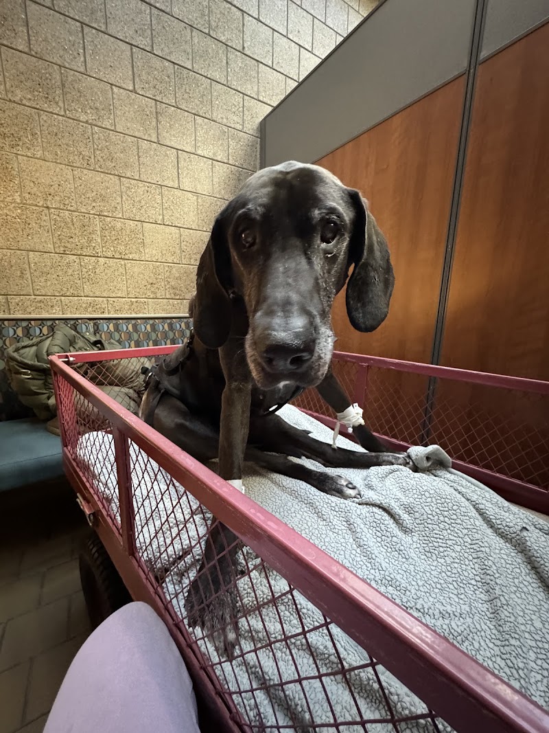 Lewis Small Animal Hospital