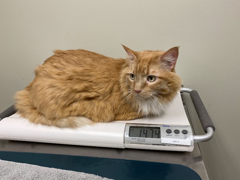 Westgate Pet Clinic