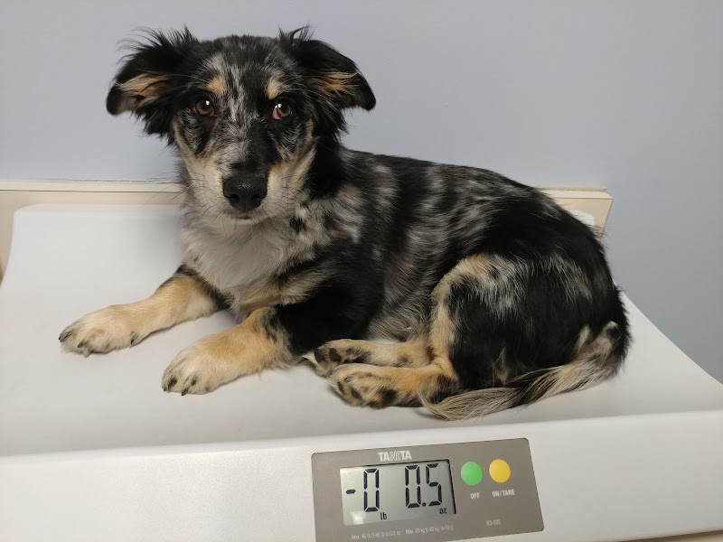 VCA West Seattle Veterinary Hospital