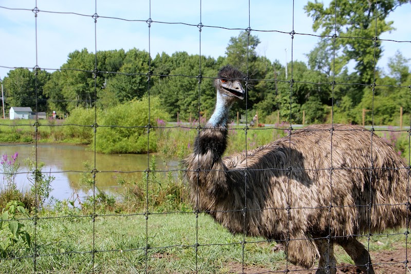 Mount Laurel Animal Hospital