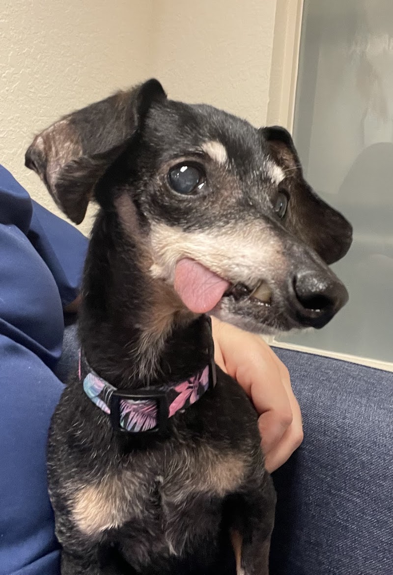 Central Florida Veterinary Cardiology