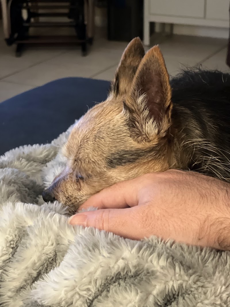 Central Florida Veterinary Cardiology