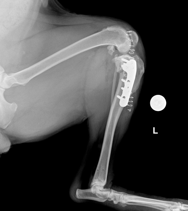 Trail Pet Hospital