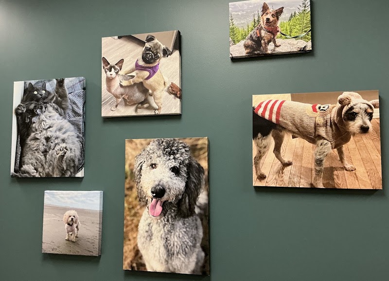 Arrow Animal Urgent Care