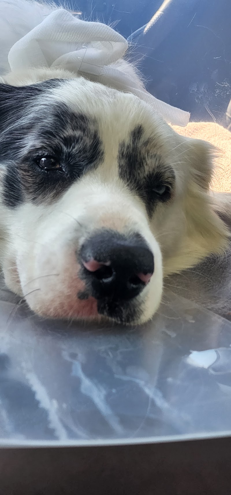 Arrow Animal Urgent Care