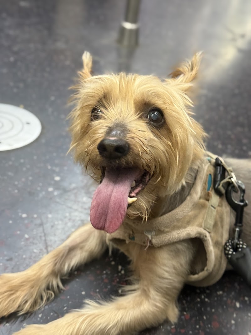 Tribeca Veterinary Dentistry