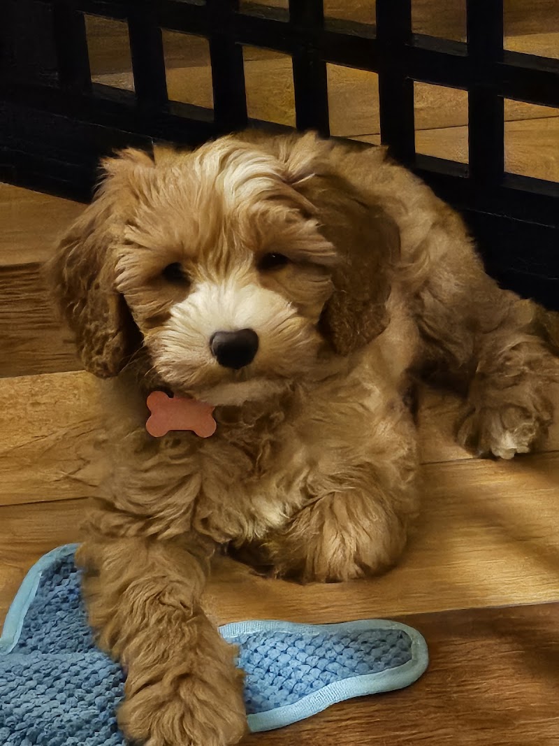 Bernardo Heights Veterinary Hospital