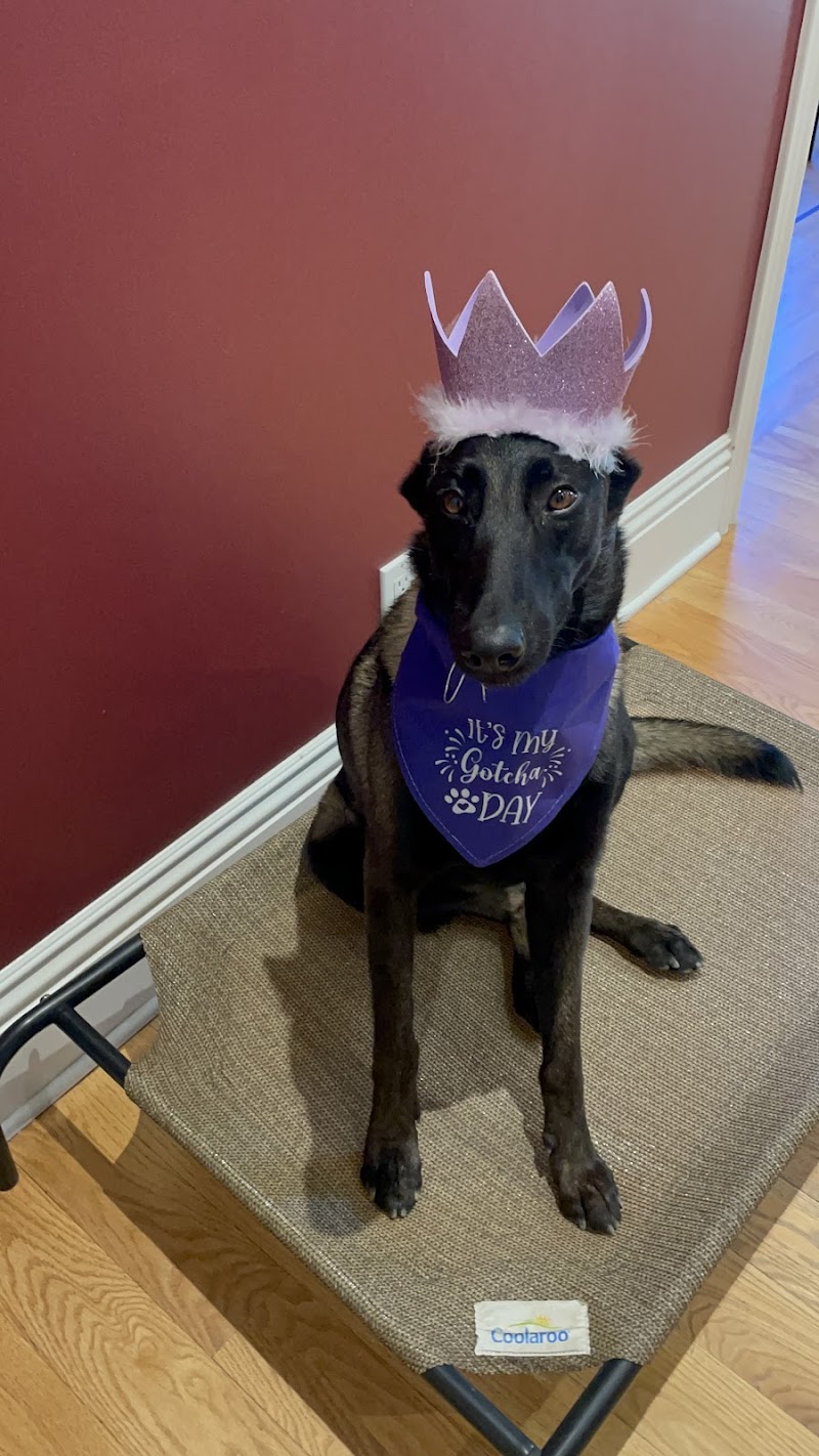 South Bay Animal Hospital & Emergency