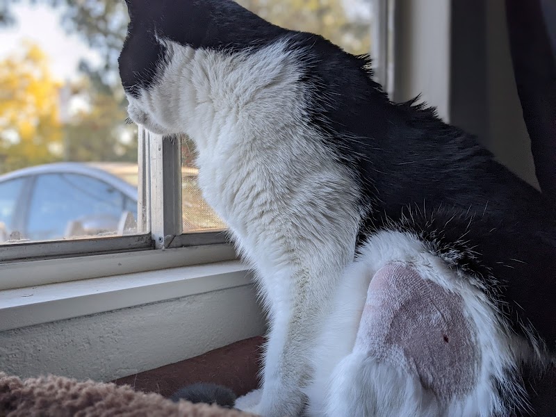 South Bay Animal Hospital & Emergency