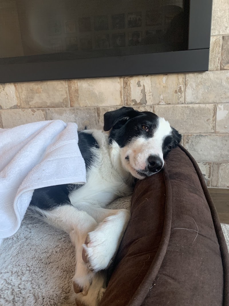 South Bay Animal Hospital & Emergency