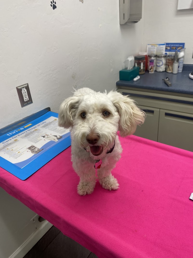 San Jose Animal Hospital, A Thrive Pet Healthcare Partner