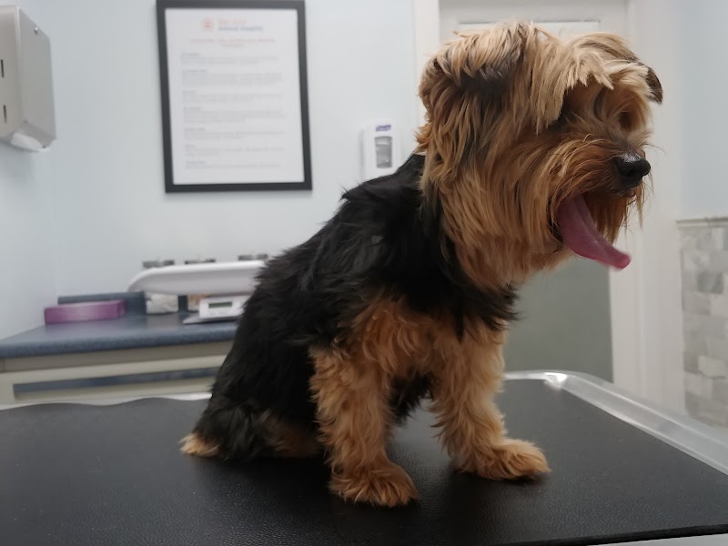 San Jose Animal Hospital, A Thrive Pet Healthcare Partner