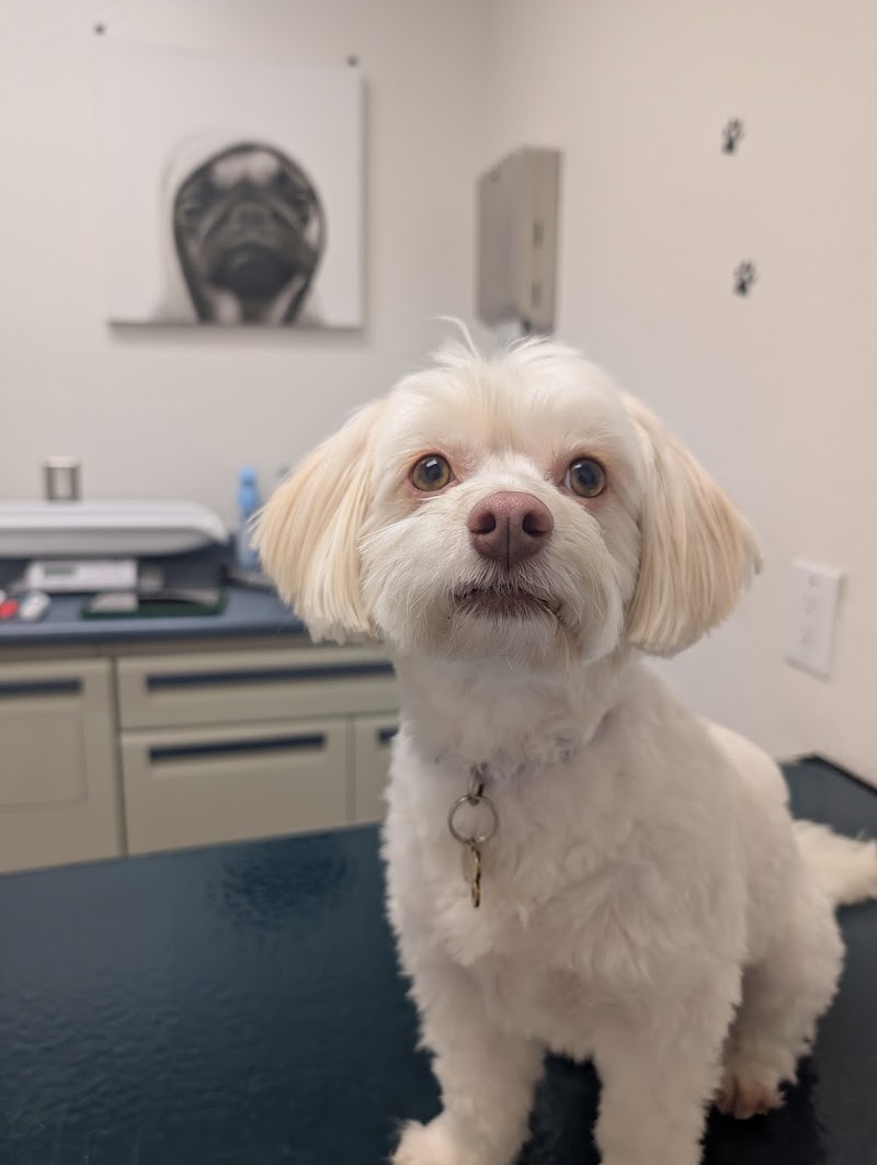 San Jose Animal Hospital, A Thrive Pet Healthcare Partner