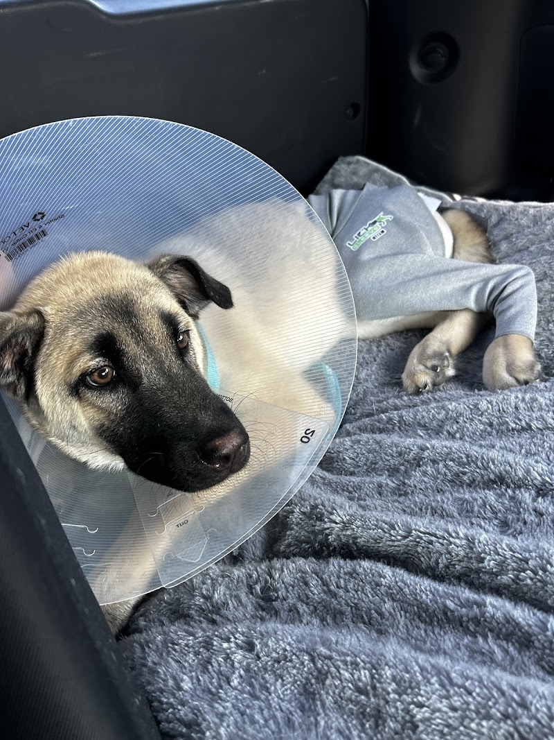 Angel Of Mercy Animal Critical Care, Inc.