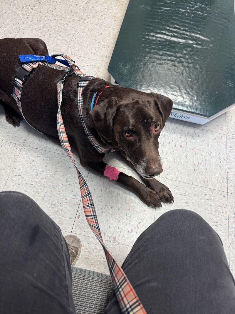 Angel Of Mercy Animal Critical Care, Inc.
