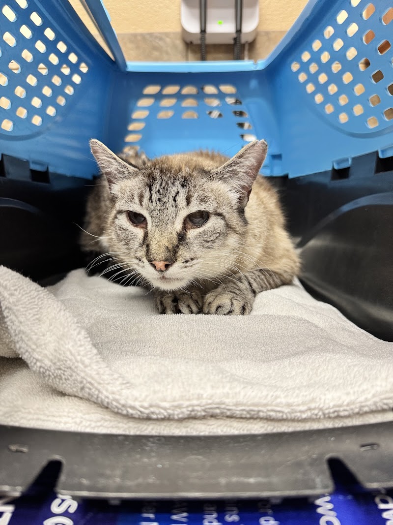 Angel Of Mercy Animal Critical Care, Inc.