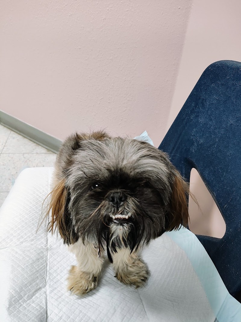 Angel Of Mercy Animal Critical Care, Inc.