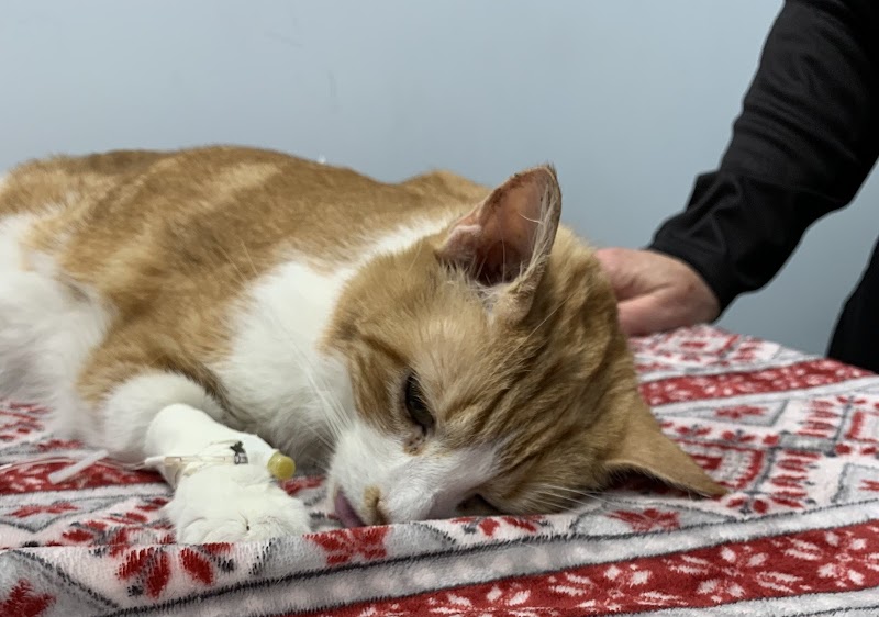Veterinary Urgent Care Center - Plymouth