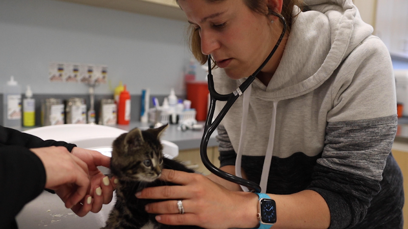 Veterinary Urgent Care Center - Plymouth - Plymouth