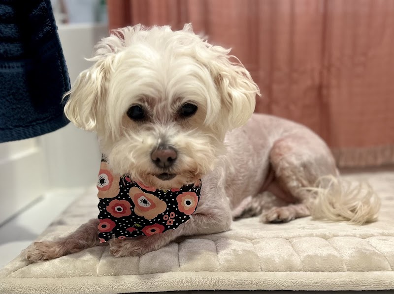San Francisco Pet Hospital