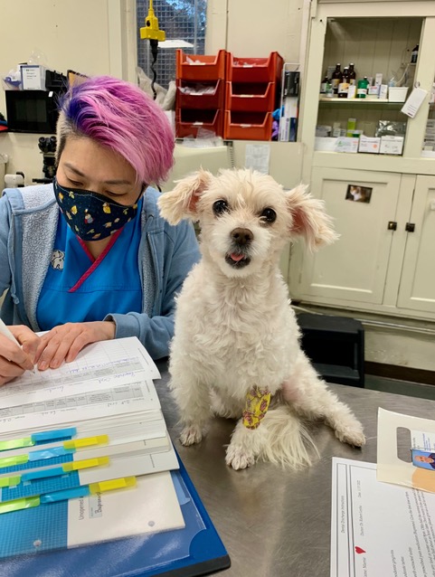 San Francisco Pet Hospital