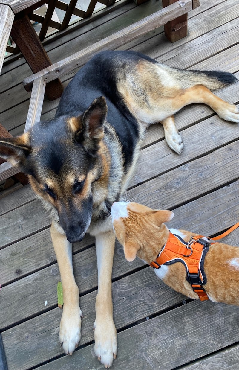 San Francisco Pet Hospital