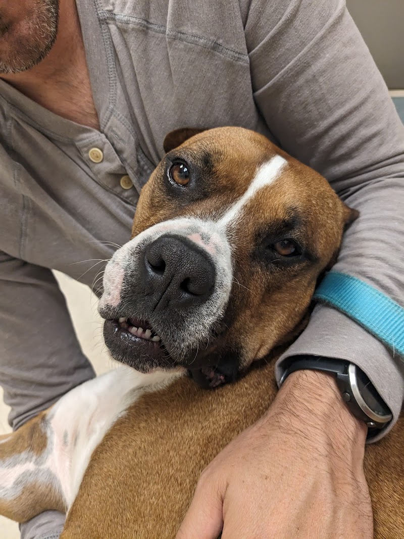 Evolution Veterinary Specialty and Emergency Hospital