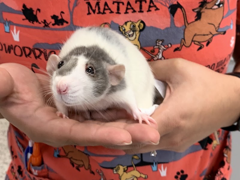 Memorial Veterinary Pet Care Hospital