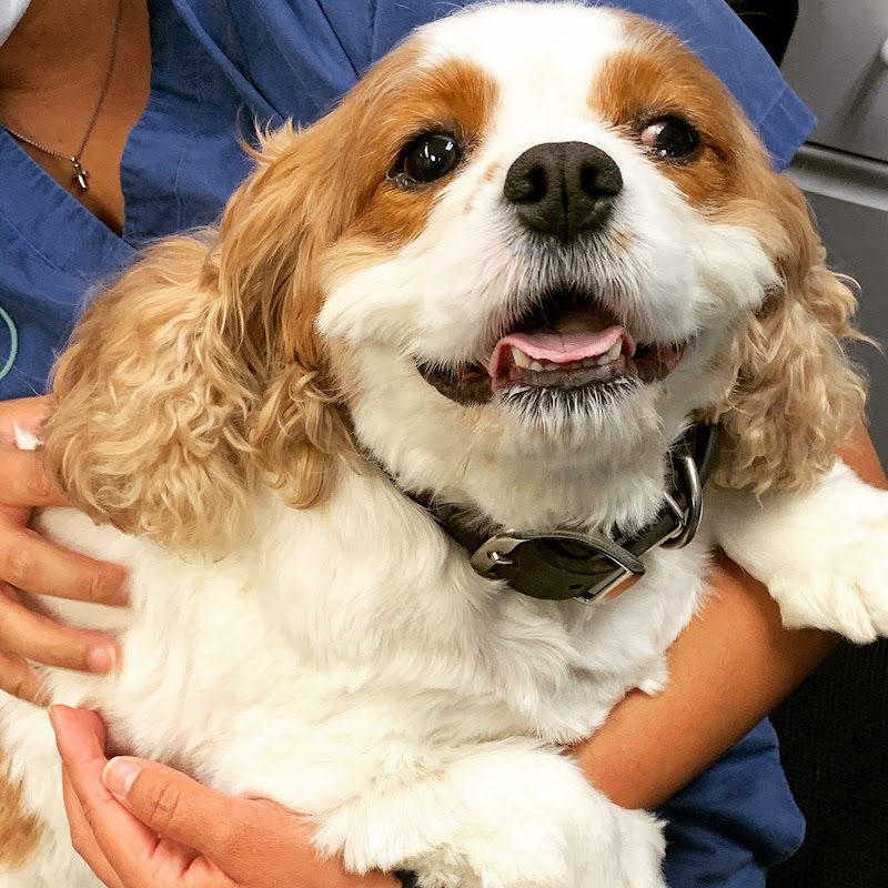 Memorial Veterinary Pet Care Hospital
