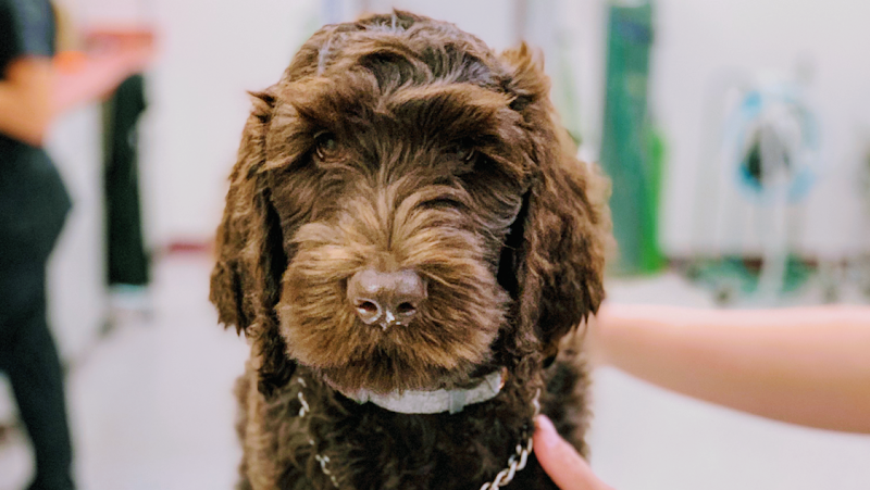 Memorial Veterinary Pet Care Hospital