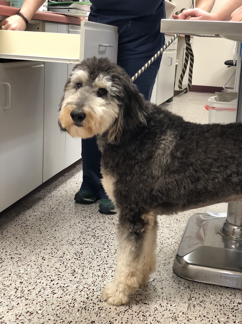 Memorial Veterinary Pet Care Hospital