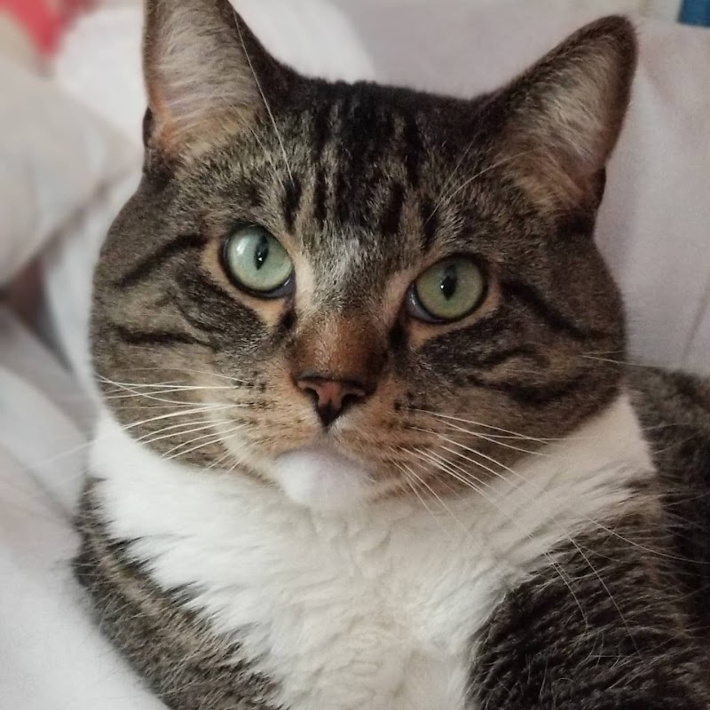 Animal Emergency & Referral Center of Minnesota (AERC)
