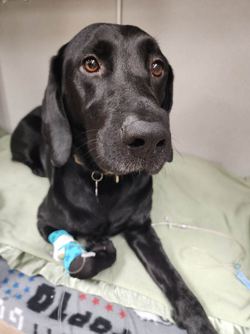 Animal Emergency & Referral Center of Minnesota (AERC)
