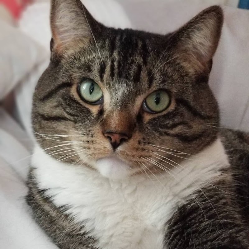 Animal Emergency & Referral Center of Minnesota (AERC)