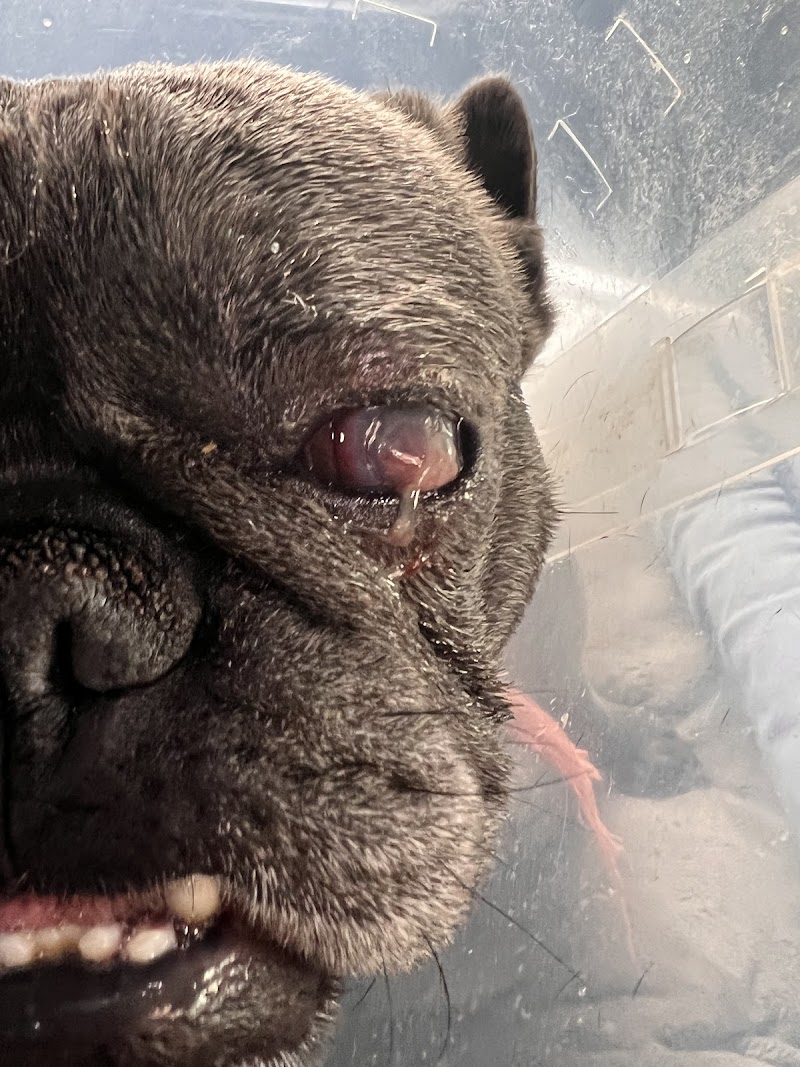 Corona Animal Emergency Center
