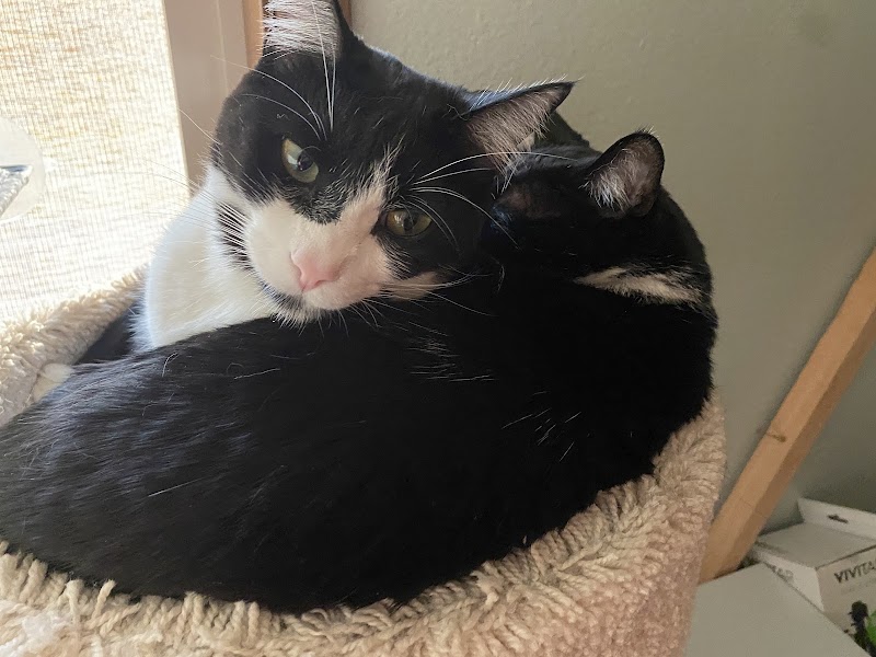 South Seattle Veterinary Hospital