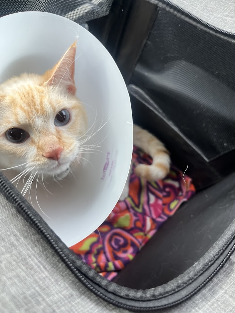 South Seattle Veterinary Hospital