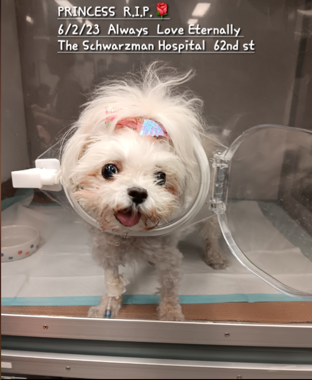 The Schwarzman Animal Medical Center