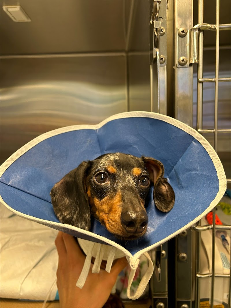 The Schwarzman Animal Medical Center